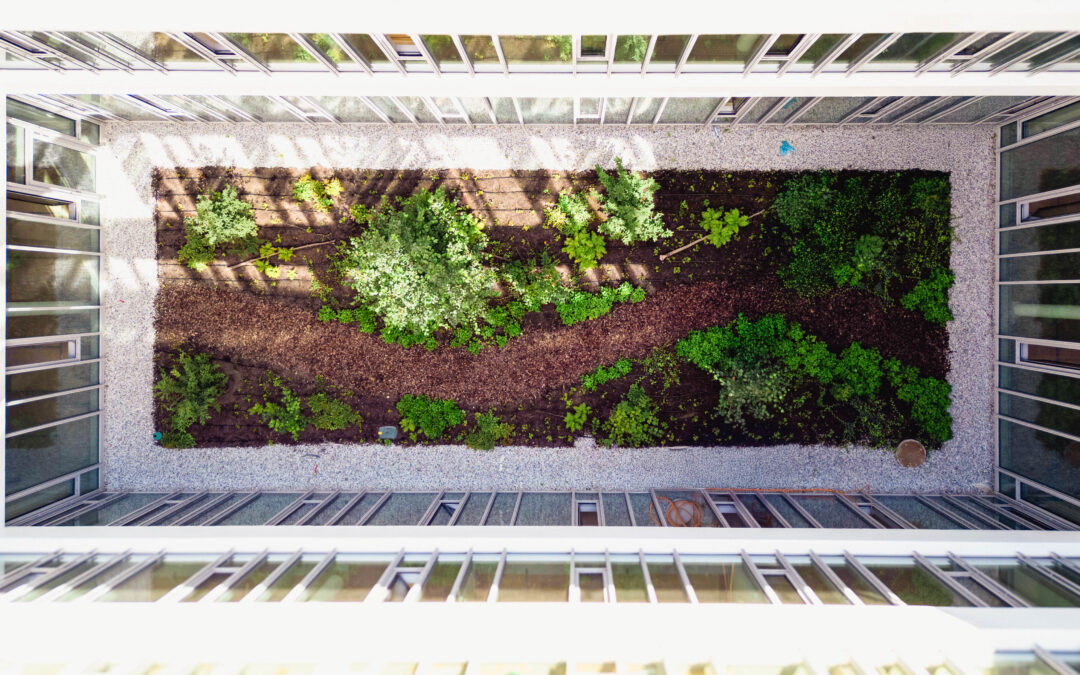 Les patios : des îlots de lumière et de nature au cœur du soin