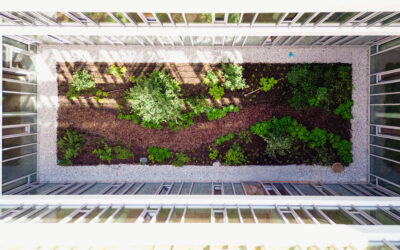 Les patios : des îlots de lumière et de nature au cœur du soin
